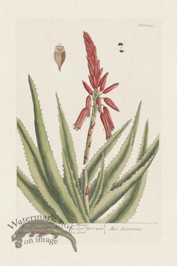BEE 333 The Succotrinr Aloe